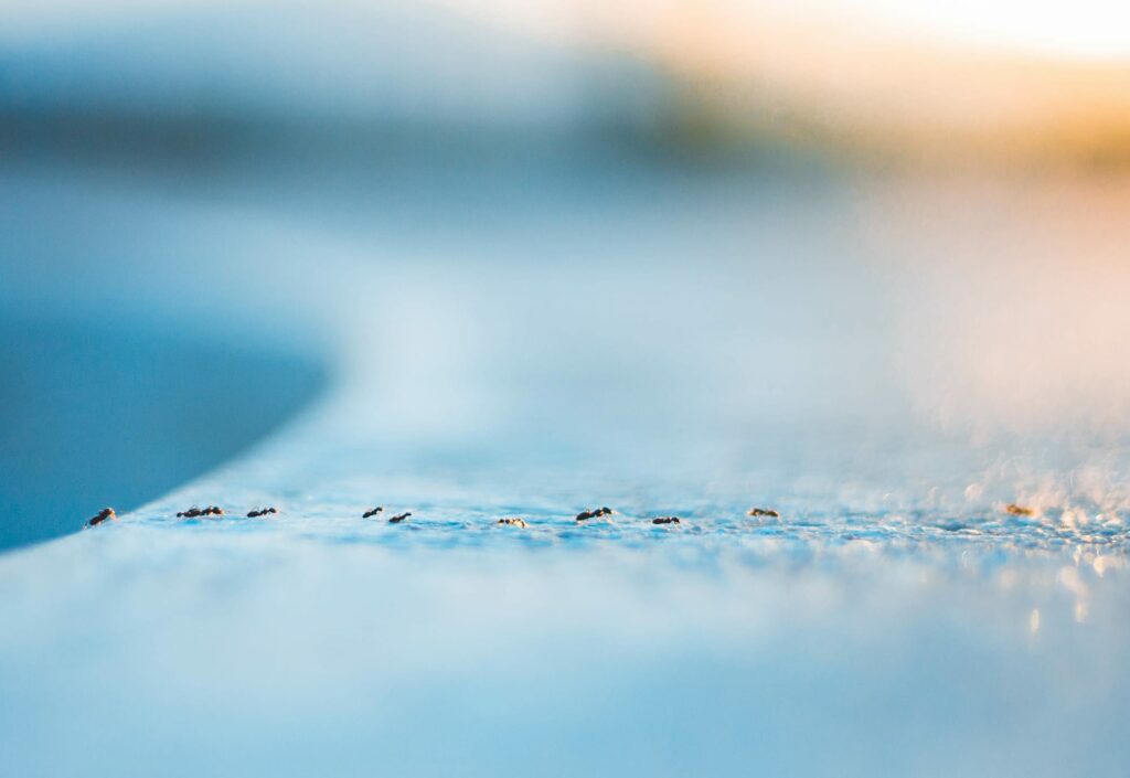 Winter ants making a trail through snow