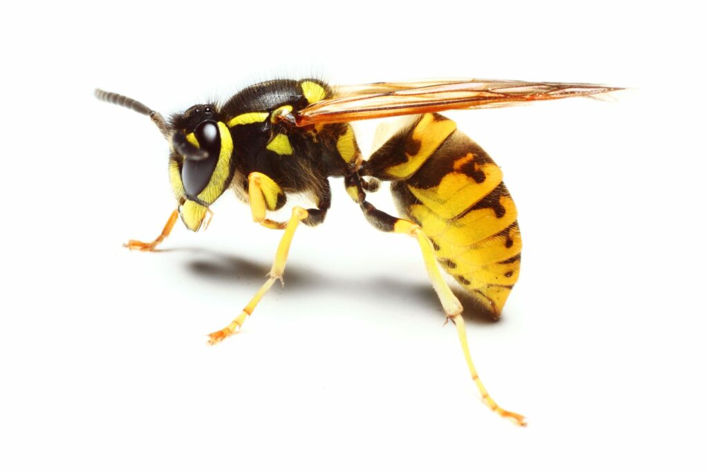 What is a yellow jacket? Not quite a wasp and not quite a bee.